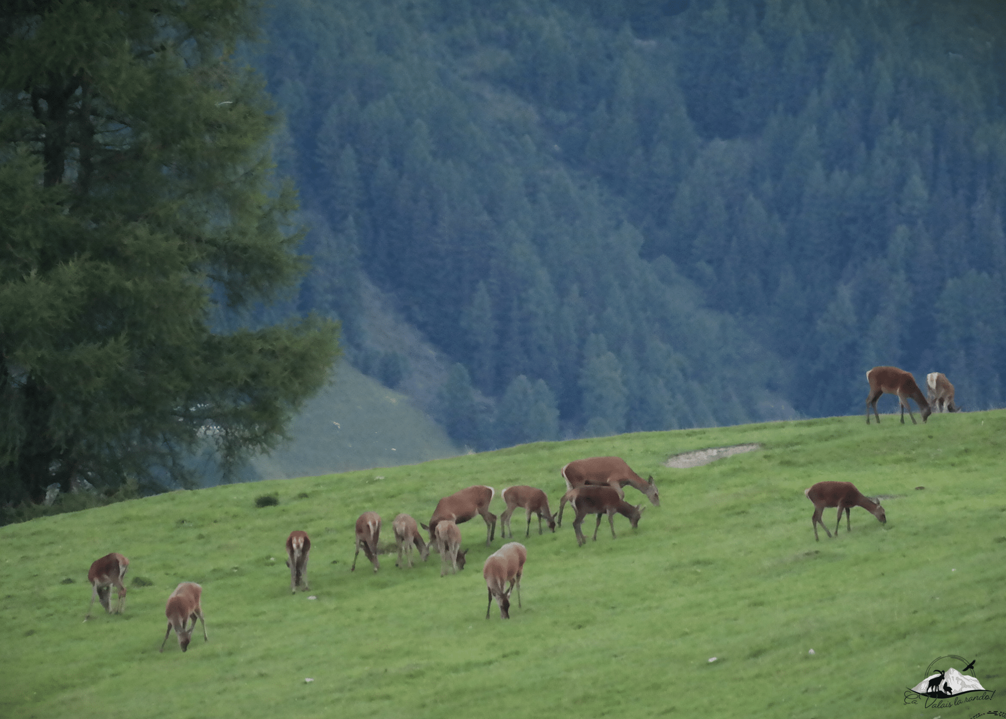Harde de biches-cerfs